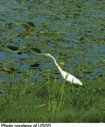 Wetlands breathe, too