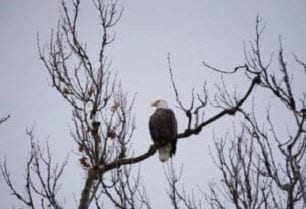 A bald eagle sitting in a tree