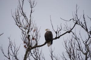 Bald Eagle perched. Photo by Maisah Khan.