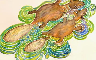 Beavers, Wetlands & Climate Change