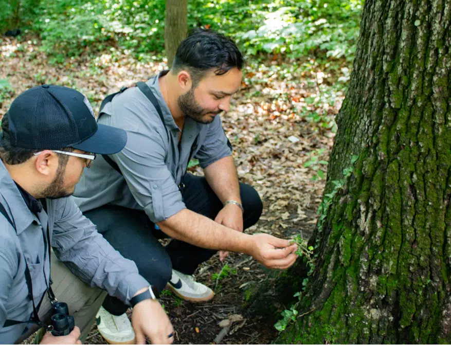 Two Latino men on a hike crouch next to a tree. They have binoculars around their neck. They are both looking at a plant.